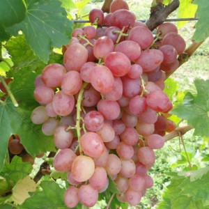 Виноград плодовый Ливия