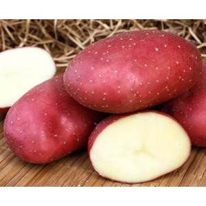Маяк, семенной картофель